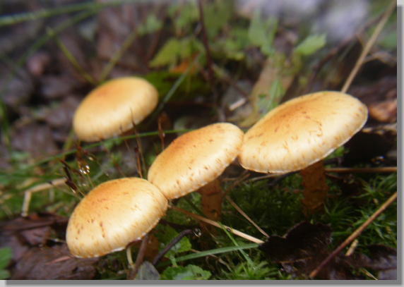 ���̓`���k���c���^�P