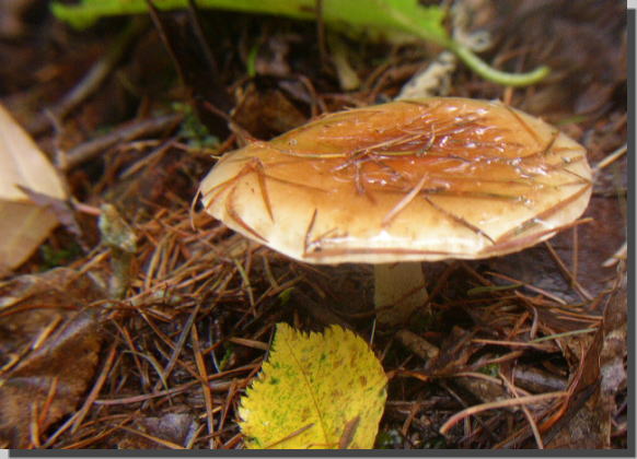 ���̓I�V���C�V���W