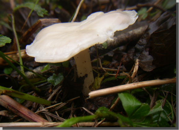 ���̓V���k���c���^�P