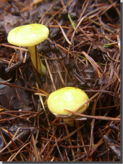 ���̓G�m�L�^�P